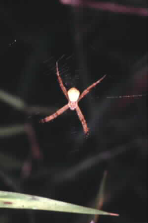 Argiope sp.
