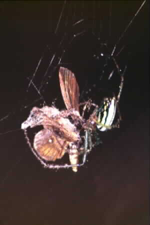 Leucauage sp.