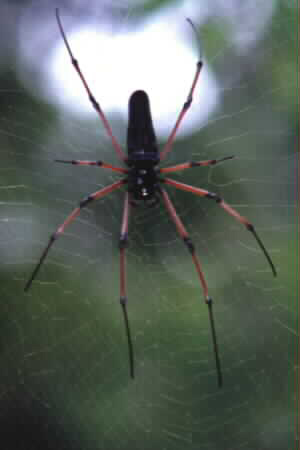 Nephila sp.