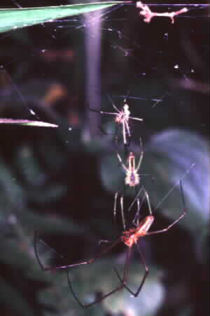 Nephila sp.