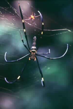 Nephila maculata