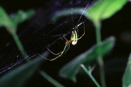 Tetragnathidae