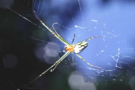 Leucauge sp.