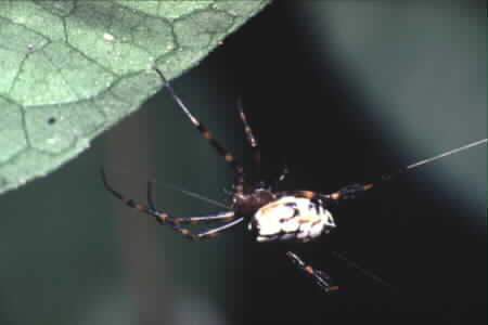 Opadometa sp.