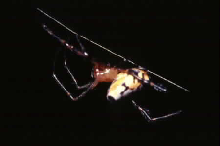 Opadometa sp.