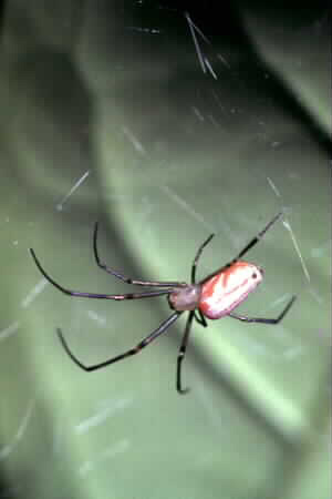Opadometa sp.