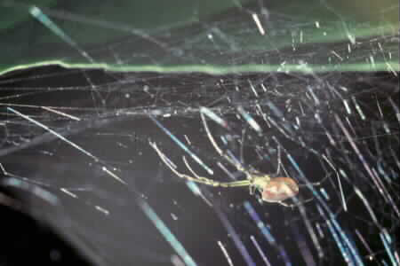 Opadometa sp.