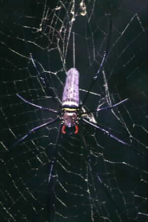 Golden Web Spider