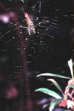 Golden Web Spider