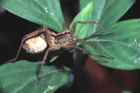 Wolf spider (Pardosa sp.)