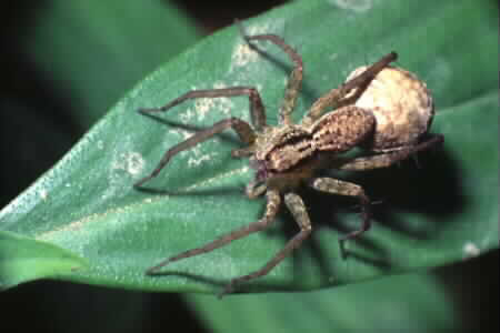 Wolf spider (Pardosa sp.)