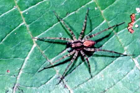 Wolf spider (Pardosa sp.)