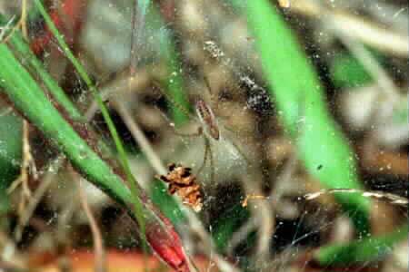 Lawn wolf spider (Hippasa holmerae)