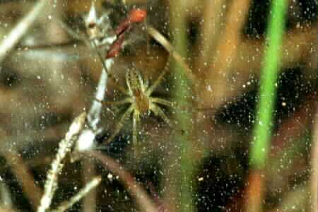 Lawn wolf spider (Hippasa holmerae)