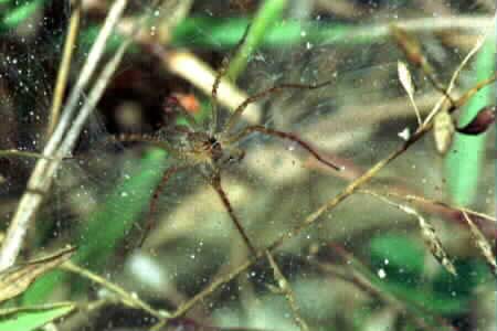 Lawn wolf spider (Hippasa holmerae)