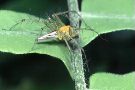 Oxyopidae