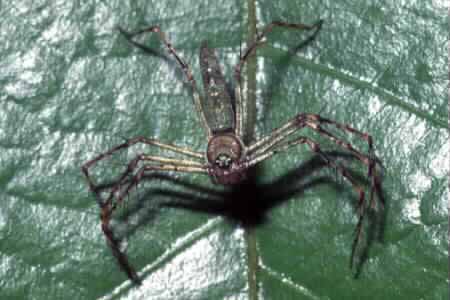 Oxyopes sp.
