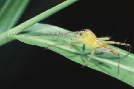 Oxyopes sp.