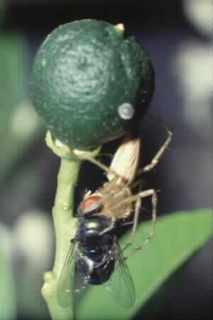 Oxyopes sp.