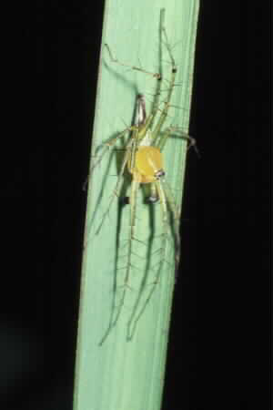 Oxyopes sp.