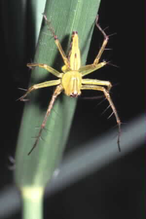 Lynx spider (Oxyopes sp.)