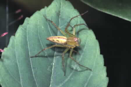 Oxyopes sp.