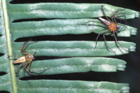 Linx spider (Oxyopes sp.)