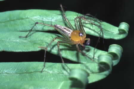 Oxyopes sp.