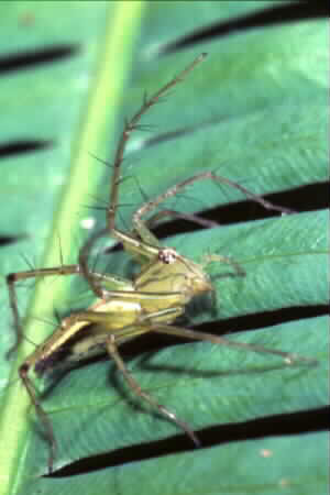 Oxyopes sp.