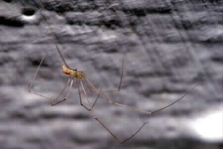 Pholcidae