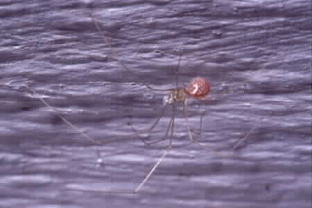 Daddy Long Legs