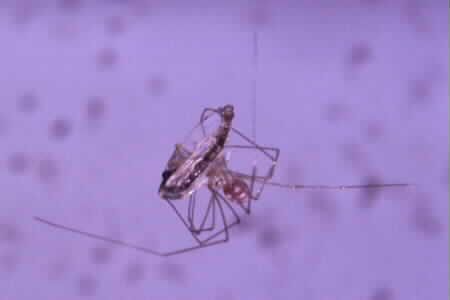 Daddy Long Legs