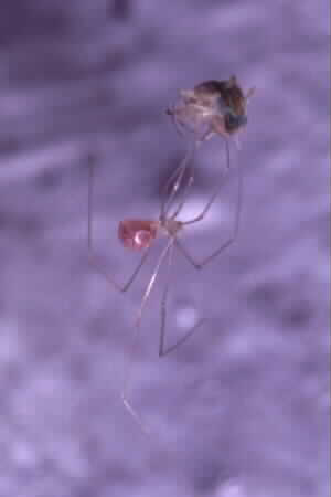Daddy Long Legs