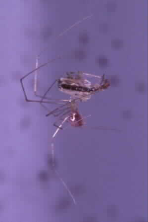 Daddy Long Legs