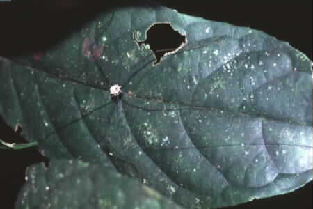 ?Daddy Long Legs