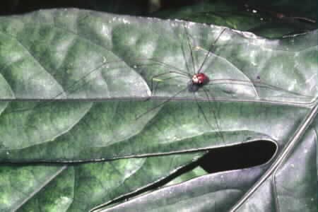?Daddy Long Legs