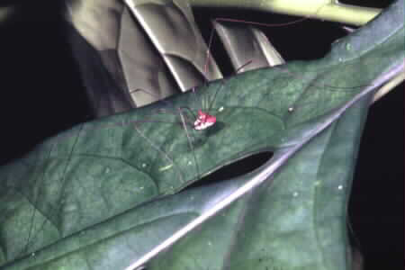 ?Daddy Long Legs