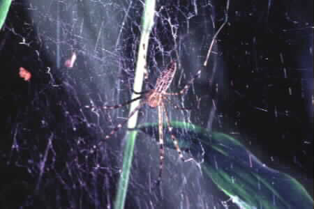 Singapore Psechrus