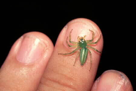 Epeus flavobilineatus