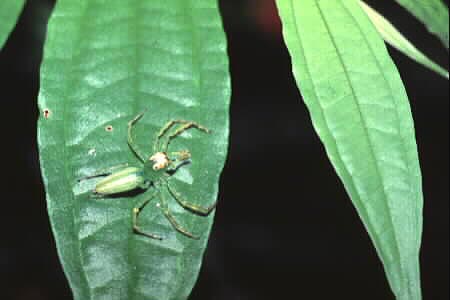 Epeus flavobilineatus