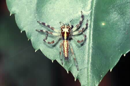 ? Epeus species