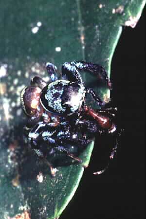 Jumping spider with prey