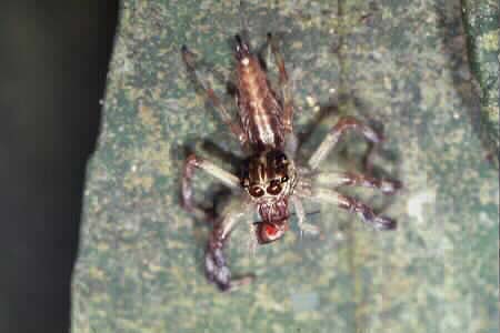 Jumping spider