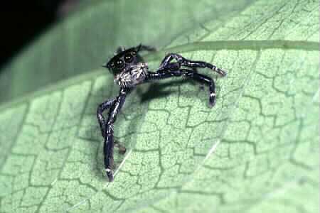 Jumping spider with prey