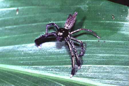 Jumping spider