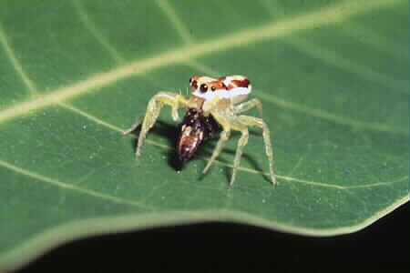 Jumping spider