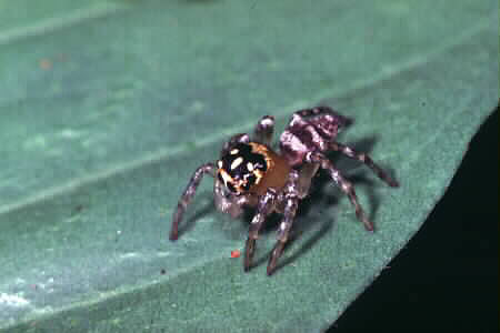 Jumping spider