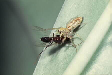 Jumping spider with prey