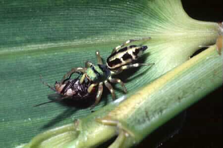 Jumping spider with prey