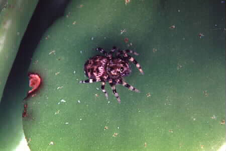 Jumping spider